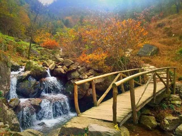 逃离蜥蜴森林